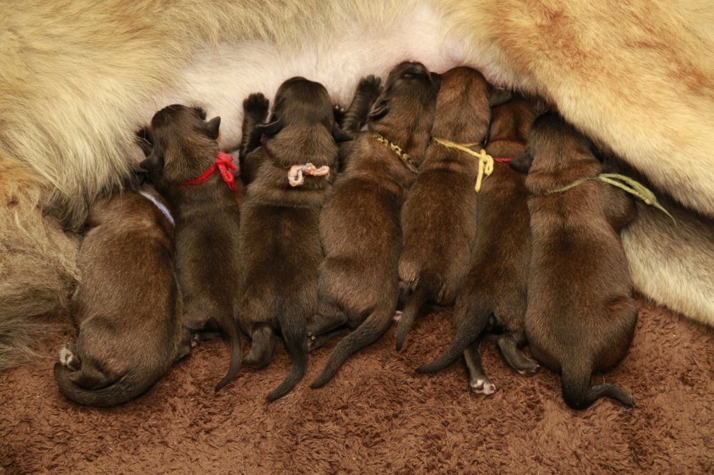 Etenstijd! Moeder Ainnir en haar pups.