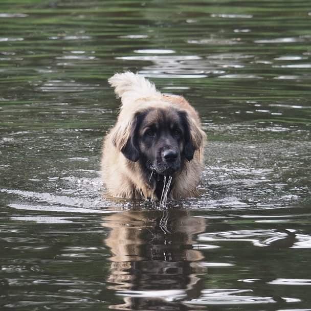 Baila in het water